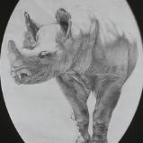 Rhino