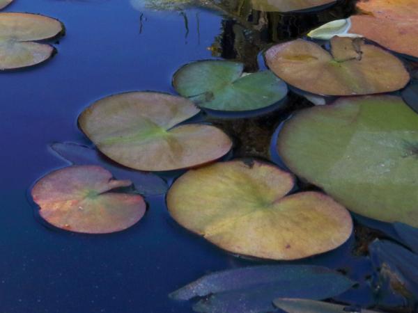 Lily Pond