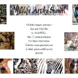 Note Cards: Zoo and Wild Mix