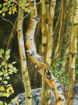 Crooked Aspen Crooked Aspen