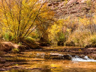 Grandstaff Canyon Stream and Autumn Tree Grandstaff Canyon Stream and Autumn Tree