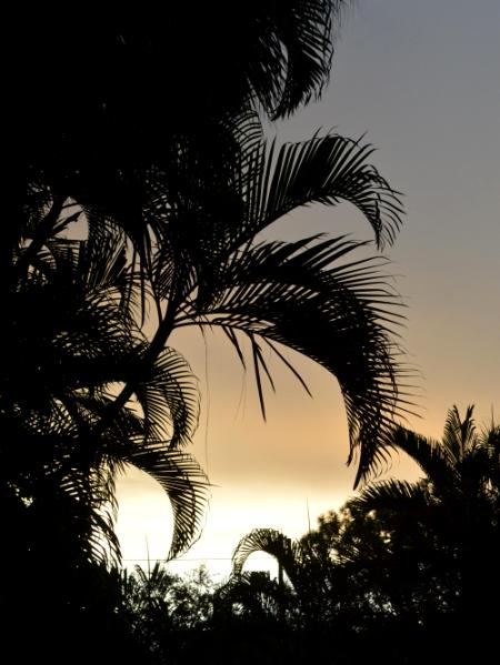 Great Palm