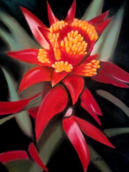 "Guzmania Mini Belle"
