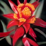 "Guzmania Mini Belle"