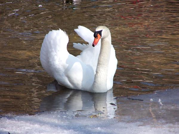 Swan of South Pond