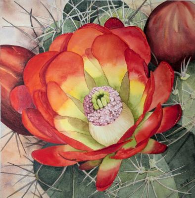 "Claret Cup" "Claret Cup"
