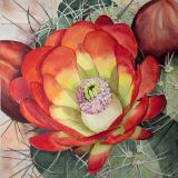 "Claret Cup"