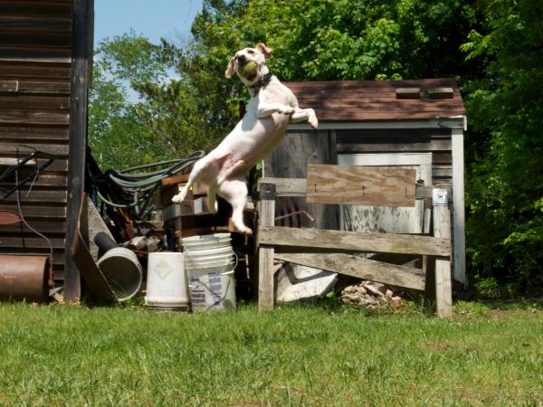 Franky in Flight