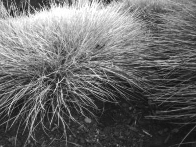 Still Grasses Still Grasses