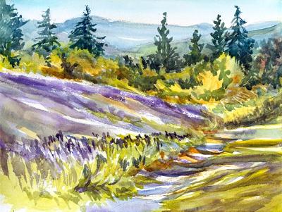 Purple Robe Lavender