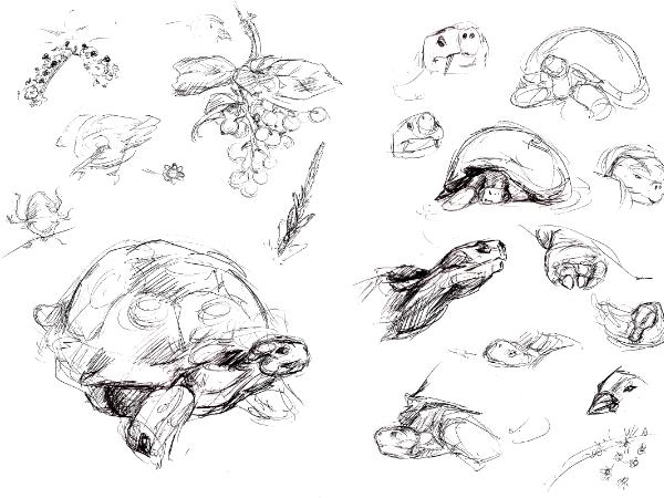 Galapagos sketches 9