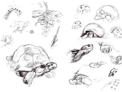 Galapagos sketches 9