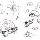 Galapagos sketches 9