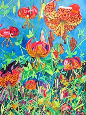 Orange Tigerlilies Orange Tigerlilies