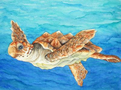 Little Loggerhead Little Loggerhead