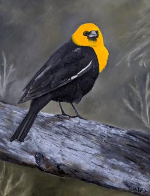 Yellow-headed Blackbird Yellow-headed Blackbird
