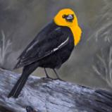 Yellow-headed Blackbird