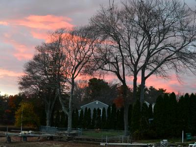 dusk sky thru the bear tree