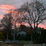 dusk sky thru the bear tree