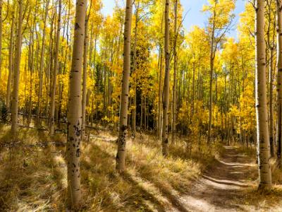 Colorful Kenosha Pass Trail Colorful Kenosha Pass Trail