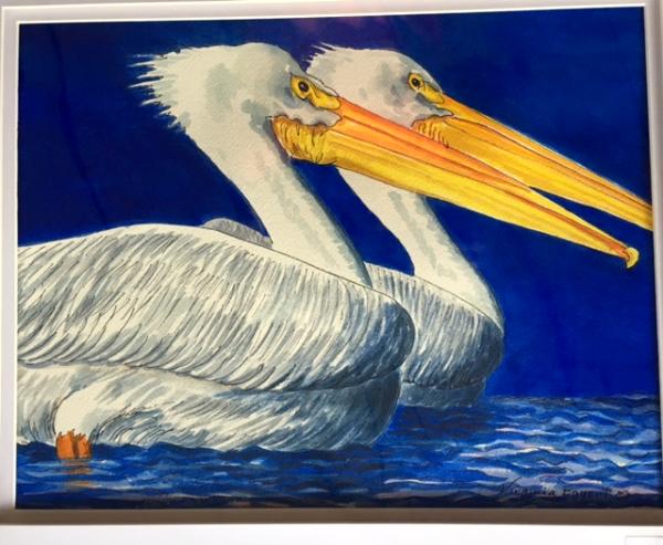 White Pelicans