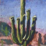 Saguaro