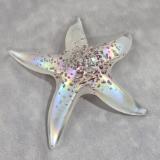 #02252611 Starfish Glows in the dark 6.5'' W Iridised  $100.00