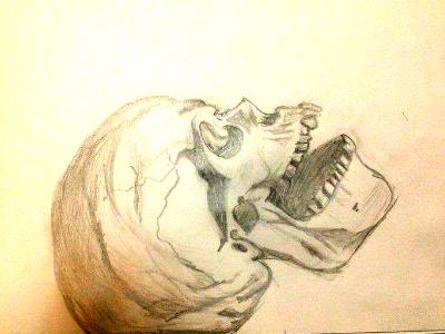 Skull Sketch Skull Sketch