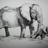 Elephant mother and calf