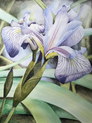 Wild Iris Wild Iris