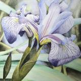 Wild Iris