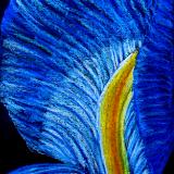 Pedal of Blue Iris