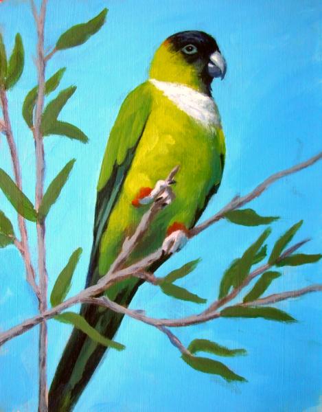 Nanday Parakeet