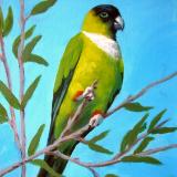 Nanday Parakeet