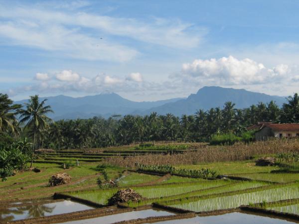 rice and mountains