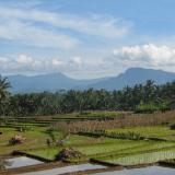 rice and mountains