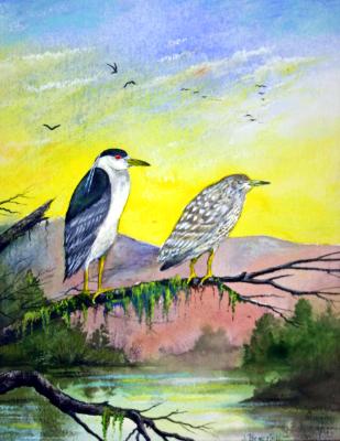 “Black Crowned Night Herons” “Black Crowned Night Herons”