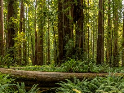 Stout Grove Ewok Redwoods Forest Stout Grove Ewok Redwoods Forest