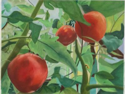 Summer Tomatoes Summer Tomatoes