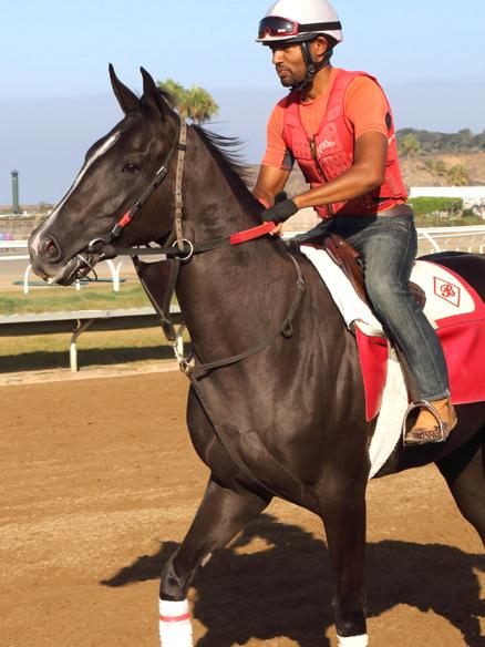 Del Mar Racetrack Early Morning Workout Thoroughbred Horses