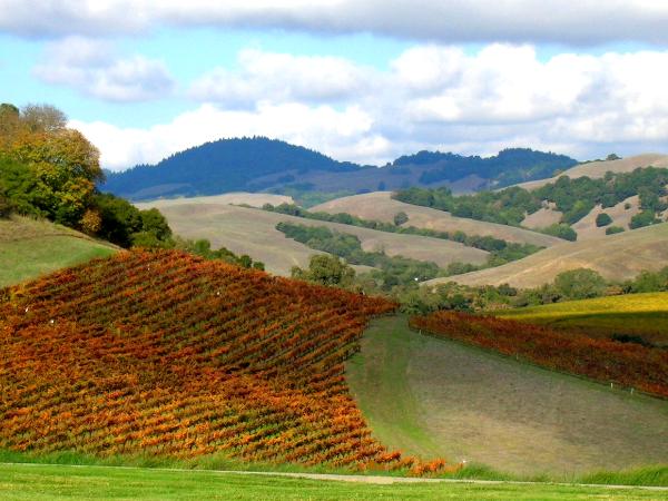 Napa