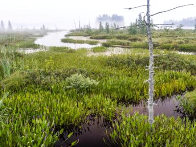 Foggy Marsh off Raquette Lake Foggy Marsh off Raquette Lake