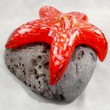 #21 #10262622 Starfish on rock 3''HX5''WX4.5''D $125.00