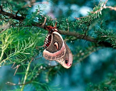 Cercropia Moth