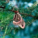 Cercropia Moth