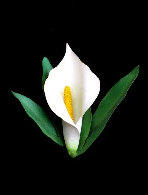 Calla Lily White Calla Lily White