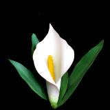 Calla Lily White