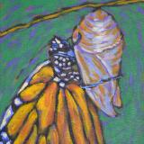 Emerging Monarch
