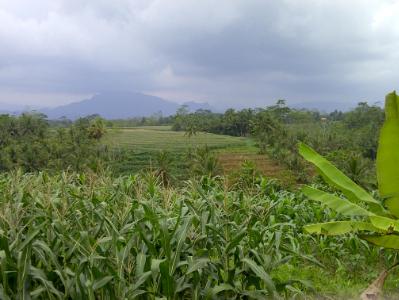 greenery greenery