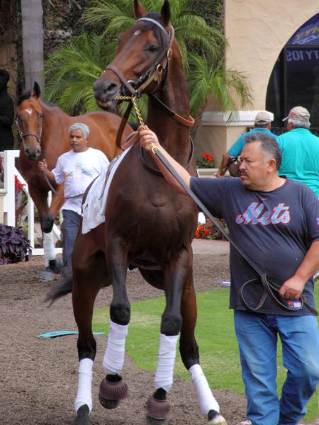 Walking around the Paddock